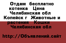 Отдам  бесплатно котенка › Цена ­ 1 - Челябинская обл., Копейск г. Животные и растения » Кошки   . Челябинская обл.